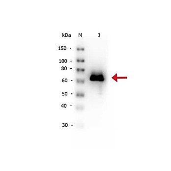Anti-GLUCOSE OXIDASE (RABBIT) Antibody Biotin Conjugated