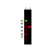 Anti-PEROXIDASE (Horseradish) (RABBIT) Antibody