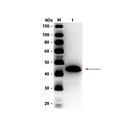 Anti-ALCOHOL DEHYDROGENASE (Yeast) (RABBIT) Antibody Peroxidase Conjugated