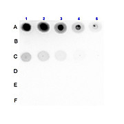 Anti-Insulin Receptor pY1361 (RABBIT) Antibody