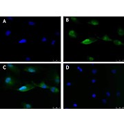 Anti-ATF6 (RABBIT) Antibody