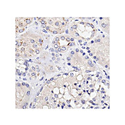 Anti-EEF1A1 (CHICKEN) Antibody