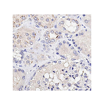 Anti-EEF1A1 (CHICKEN) Antibody