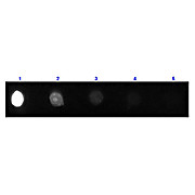 Anti-GOAT IgG [H&L] (DONKEY) Antibody CY3.5 Conjugated Min X Ch GP Ham Hs Ms Rb & Rt Serum Proteins