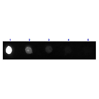 Anti-GOAT IgG [H&L] (DONKEY) Antibody CY3.5 Conjugated Min X Ch GP Ham Hs Ms Rb & Rt Serum Proteins