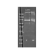 Anti-LACTOPEROXIDASE (Bovine Milk) (SHEEP) Antibody