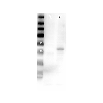 Anti-MEK2 (RABBIT) Antibody