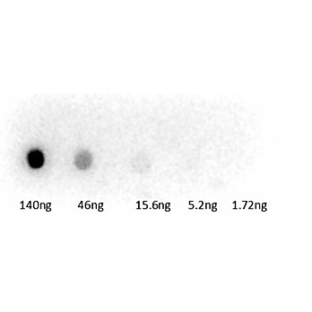 Anti-GUINEA PIG SERUM (RABBIT) Antibody Peroxidase Conjugated