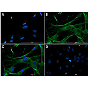 Anti-Eaat2 (GOAT) Antibody