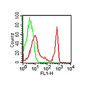 Anti-CD4 (RAT) Monoclonal Antibody Fluorescein Conjugated