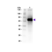 Anti-Fluorescein (GOAT) Antibody