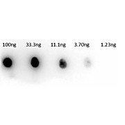 Anti-CARBONIC ANHYDRASE II (RABBIT) Antibody Peroxidase Conjugated
