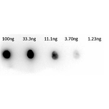 Anti-CARBONIC ANHYDRASE II (RABBIT) Antibody Peroxidase Conjugated