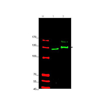 Anti-GLI2 (RABBIT) Antibody