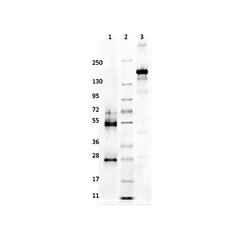 MOUSE Gamma Globulin Fraction