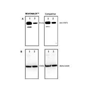 Revitablot™ Western Blot Stripping Buffer