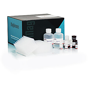 XpressAutomag Blood DNA Kit