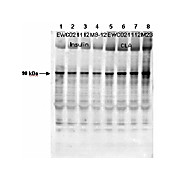 RAT PLASMA (non-sterile) in Sodium Heparin