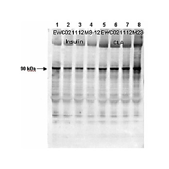 RAT PLASMA (non-sterile) in Sodium Heparin