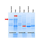 ProXtract B™ Extraction Buffer