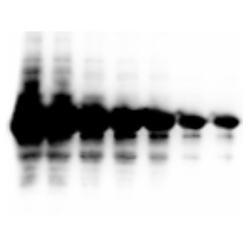 Chemiluminescent FemtoMax™ Super Sensitive HRP Substrate for Microwell and/or Membrane (2 component system)