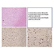 PI 3 Kinase p85 alpha pY607 Antibody, 100µg, Liquid (sterile filtered)