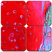 Safranin O Cartilage Stain Kit