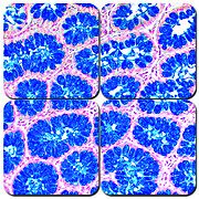 Alcian Blue 2.5pH Stain Kit