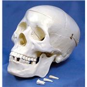 Plastic Skull Model