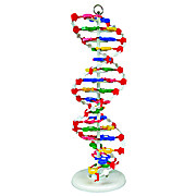 DNA Model