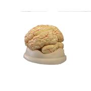 Deluxe Brain Model