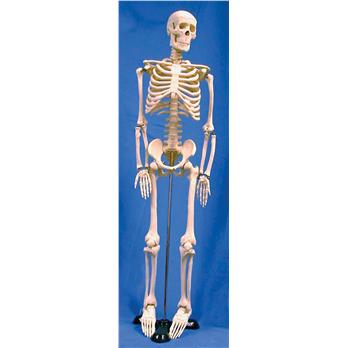 Human Skeleton Model, 85cm Tall