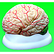 Brain Model