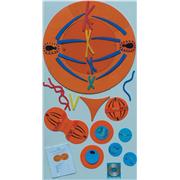 Mitosis Manipulatives Kit