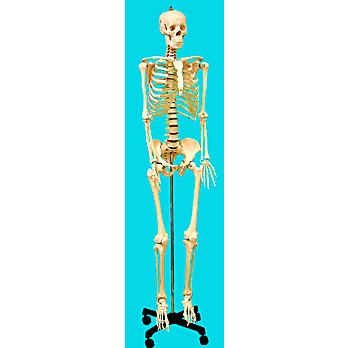 Human Skeleton Model, Life Sized