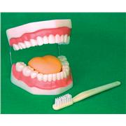 Oral Hygiene Model