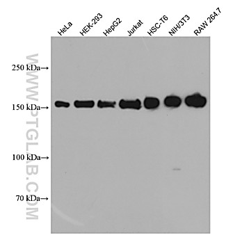 ROCK1 Mouse Monoclonal Antibody
