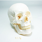 United Scientific™ Economy Skull