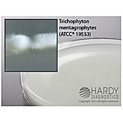 Potato Flake Agar