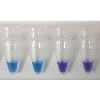 MycoGenie Rapid Mycoplasma Detection Kit