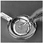 StainlessLUX 75551 Large Brushed Stainless Steel Mortar and Pestle Set –  StainlessLUX, Inc.