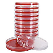 PEA (Phenylethyl Alcohol Agar) with 5% Sheep Blood, for gram positives, 15x100mm plate, 18ml fill