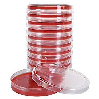 PEA (Phenylethyl Alcohol Agar) with 5% Sheep Blood, for gram positives, 15x100mm plate, 18ml fill