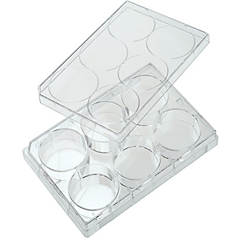 6 Well Tissue Culture Plate