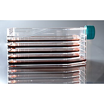 5-Layer Cell Culture Flasks, Vent Cap,  Straight Neck, TC, sterile 1/pk, 8/cs