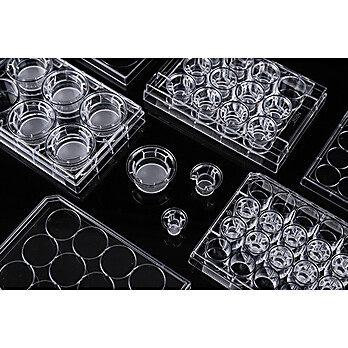 12 Cell Culture Inserts+24 Well Plate, 0.4 µm, PC Membrane, Non-Treated, Sterile, 12/pk, 120/cs