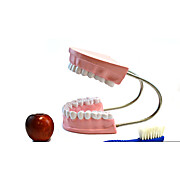 Giant Dental Care Demonstration Model