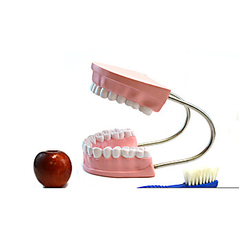 Giant Dental Care Demonstration Model