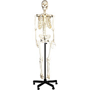 Human Skeleton Model, 62"H, Rod Mount