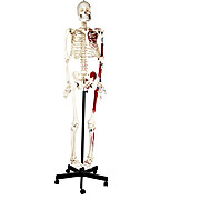 Human Skeleton Model, 62", Half Painted